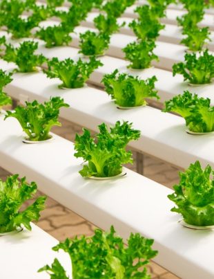 4 innovaciones que están transformando el sector alimentos y bebidas