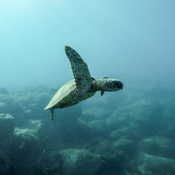 ¿Preservar tortugas mexicanas con open source? FinTech Cuenca y Campamento Palmarito lo hicieron posible