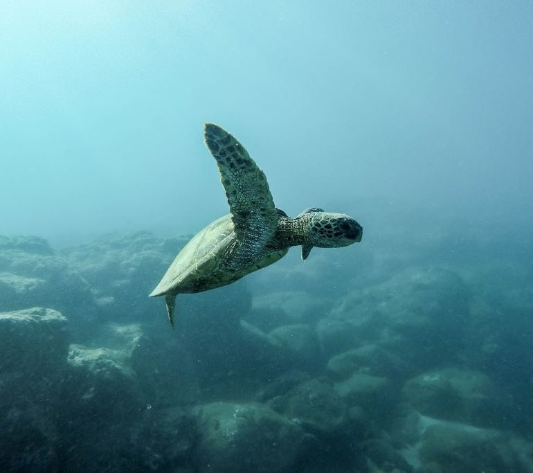 ¿Preservar tortugas mexicanas con open source? FinTech Cuenca y Campamento Palmarito lo hicieron posible